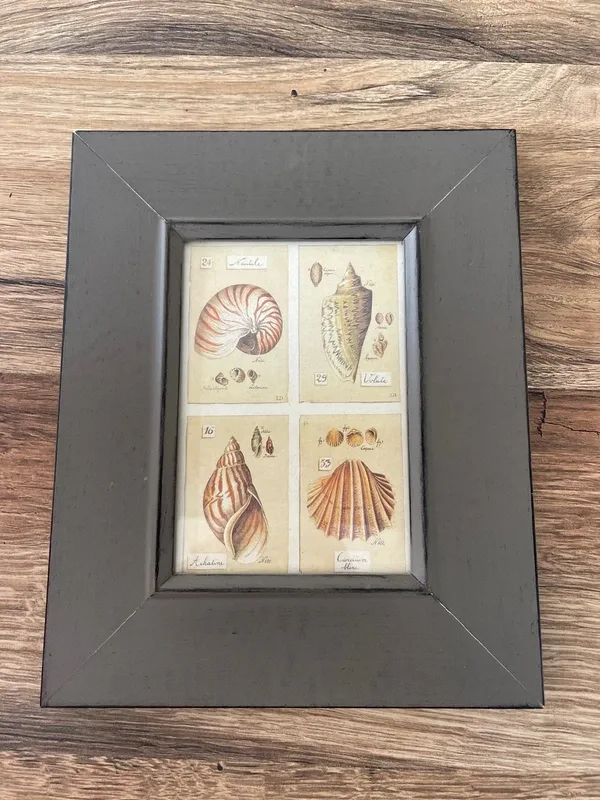 Petit cadre avec des photos de coquillages